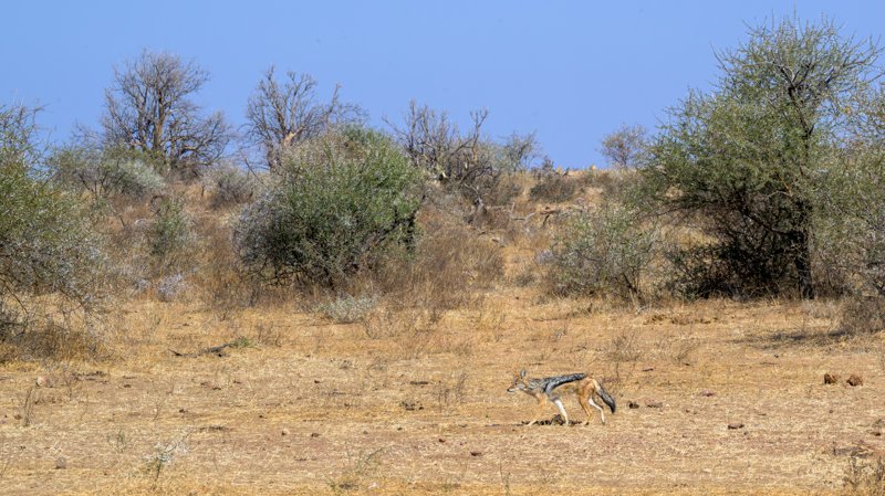 Mashatu Game Reserve, Botswana