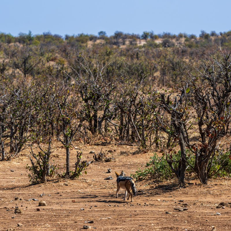 Mashatu Game Reserve, Botswana