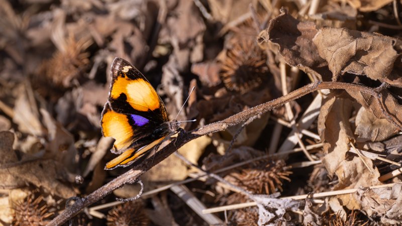 Mashatu Game Reserve, Botswana