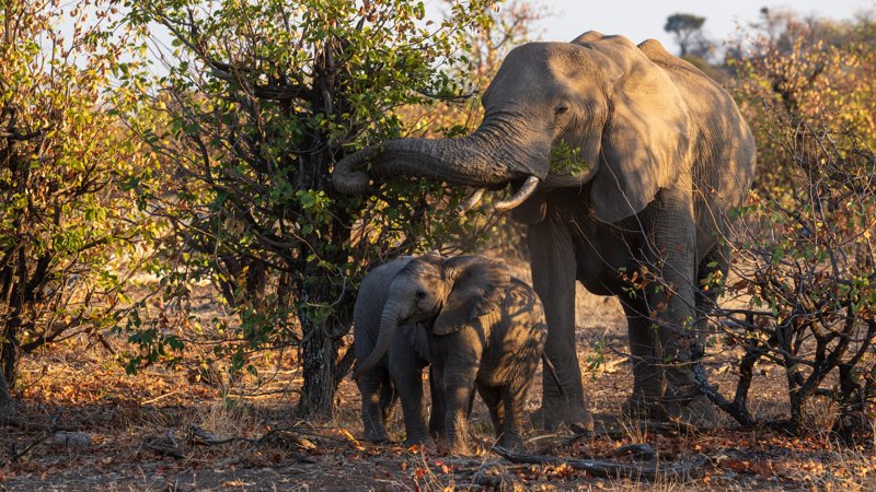 Mashatu Game Reserve, Botswana