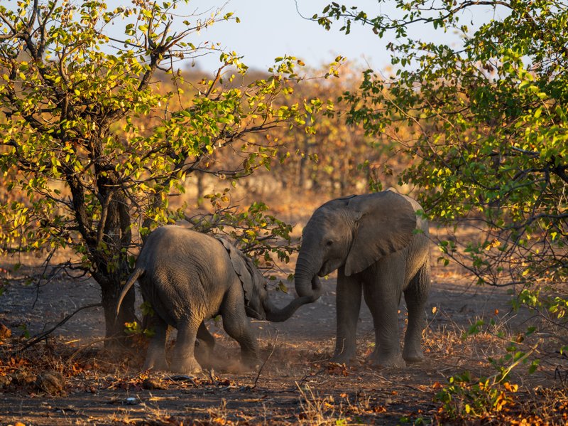 Mashatu Game Reserve, Botswana
