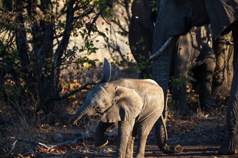 Mashatu Game Reserve, Botswana