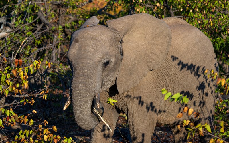 Mashatu Game Reserve, Botswana