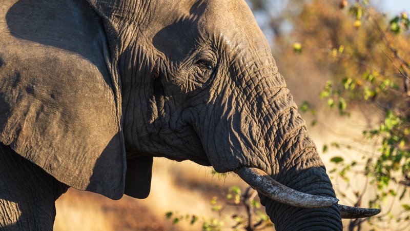 Mashatu Game Reserve, Botswana