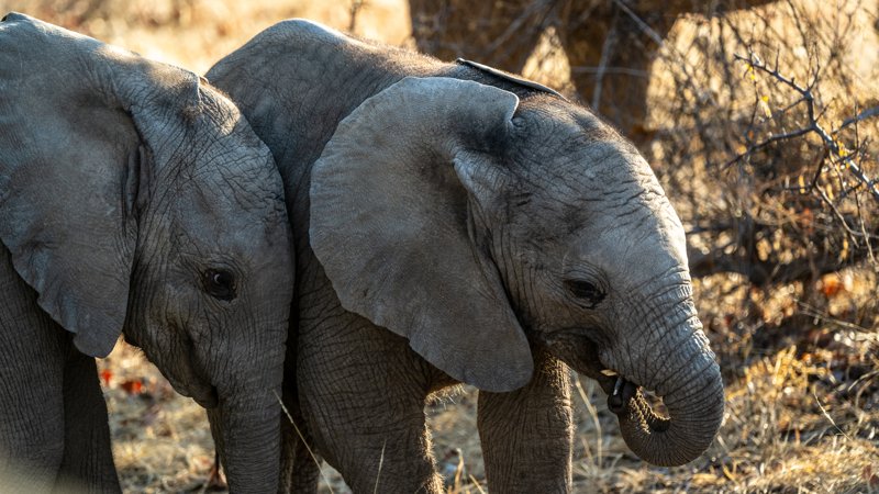 Mashatu Game Reserve, Botswana