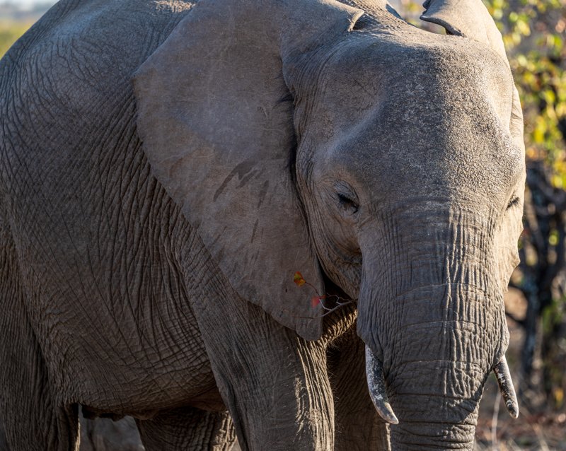 Mashatu Game Reserve, Botswana