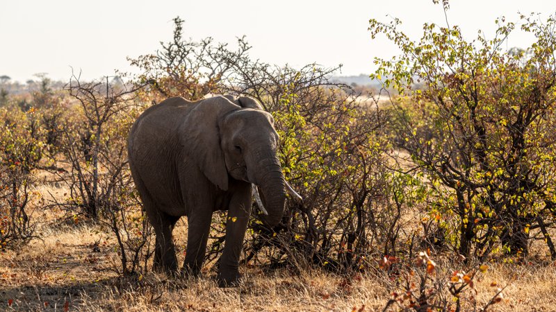 Mashatu Game Reserve, Botswana