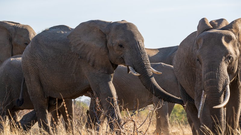 Mashatu Game Reserve, Botswana