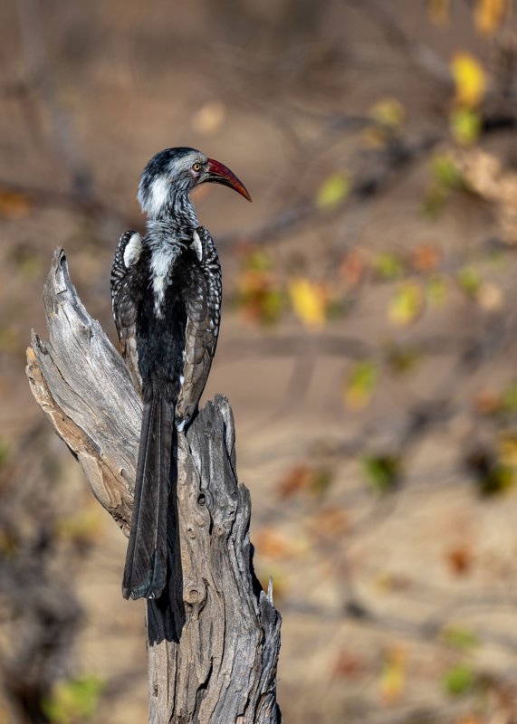 Mashatu Game Reserve, Botswana
