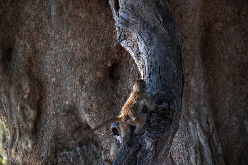 Mashatu Game Reserve, Botswana