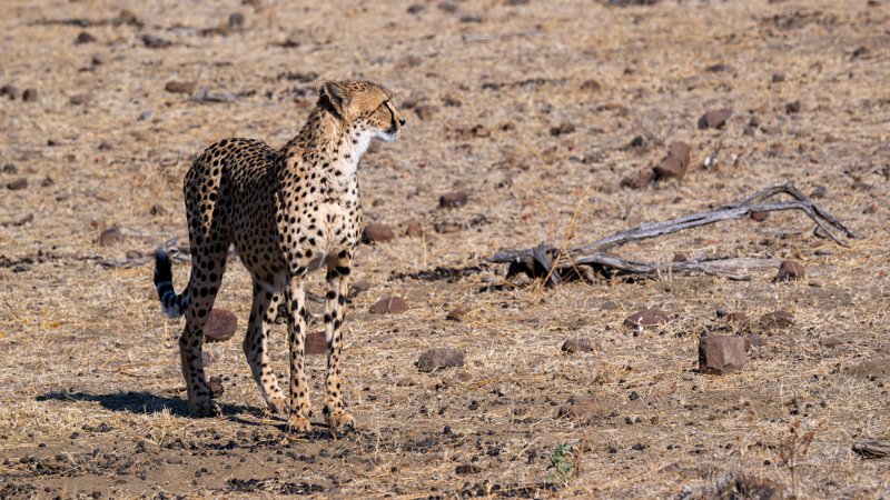 Mashatu Game Reserve, Botswana
