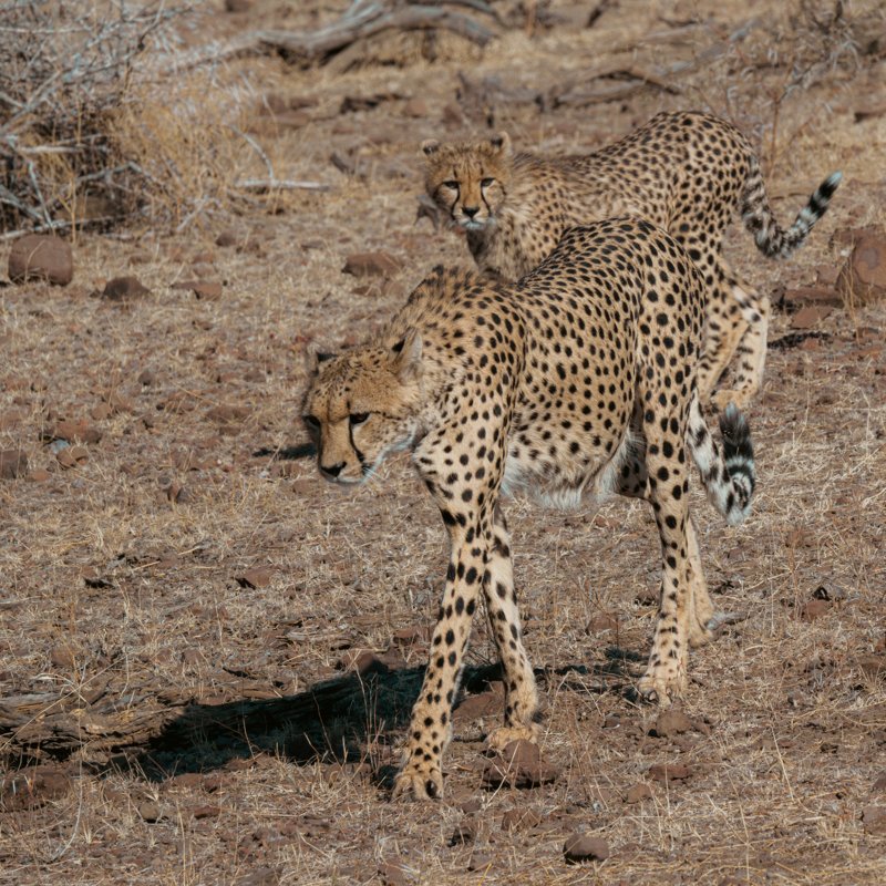 Mashatu Game Reserve, Botswana