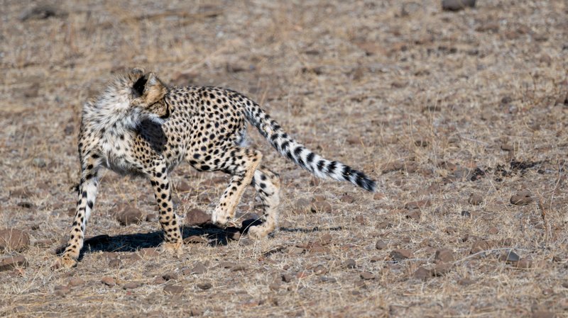 Mashatu Game Reserve, Botswana