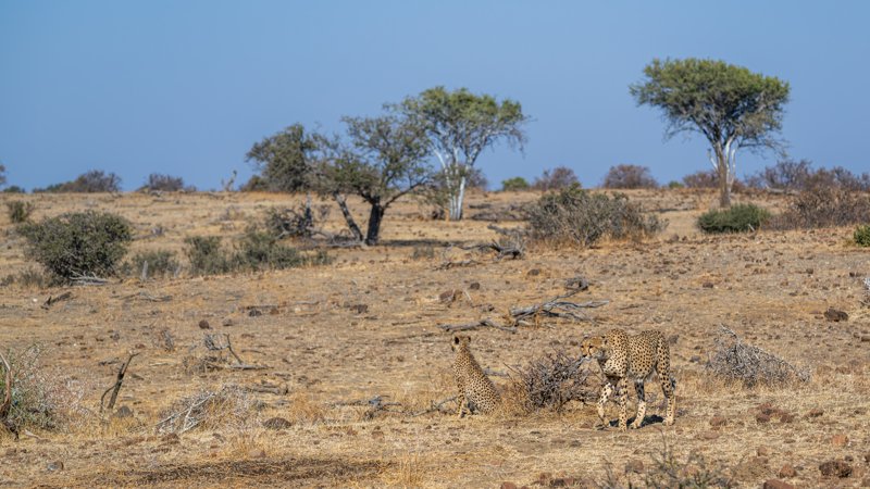 Mashatu Game Reserve, Botswana
