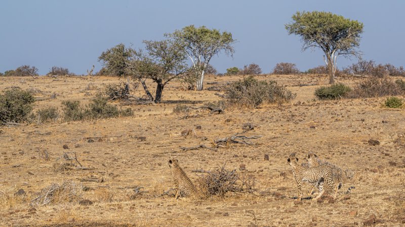 Mashatu Game Reserve, Botswana