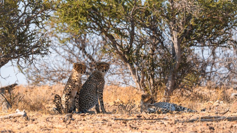 Mashatu Game Reserve, Botswana