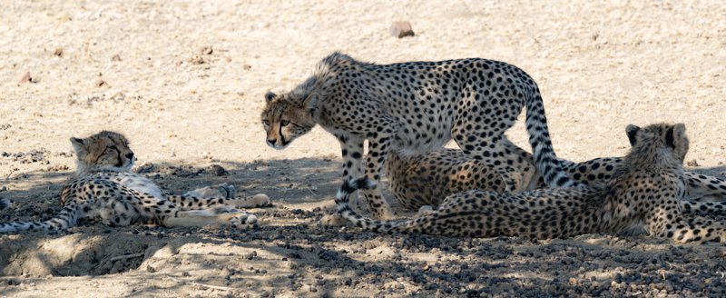 Mashatu Game Reserve, Botswana