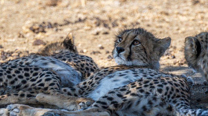 Mashatu Game Reserve, Botswana