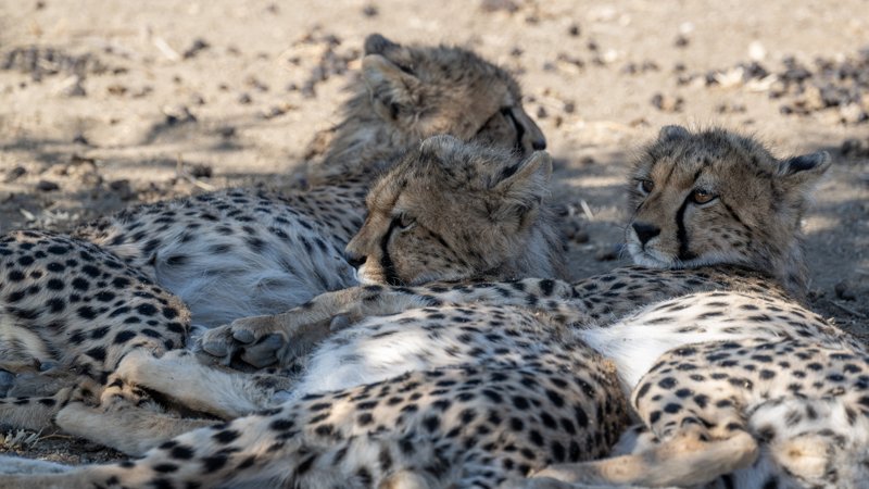 Mashatu Game Reserve, Botswana