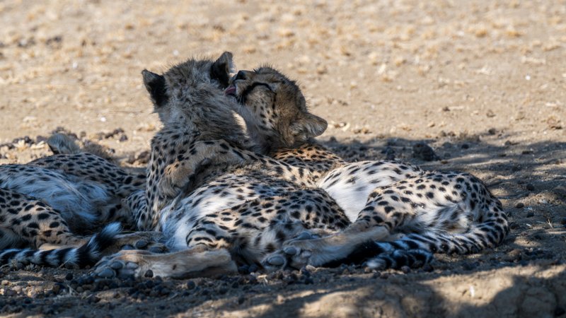Mashatu Game Reserve, Botswana