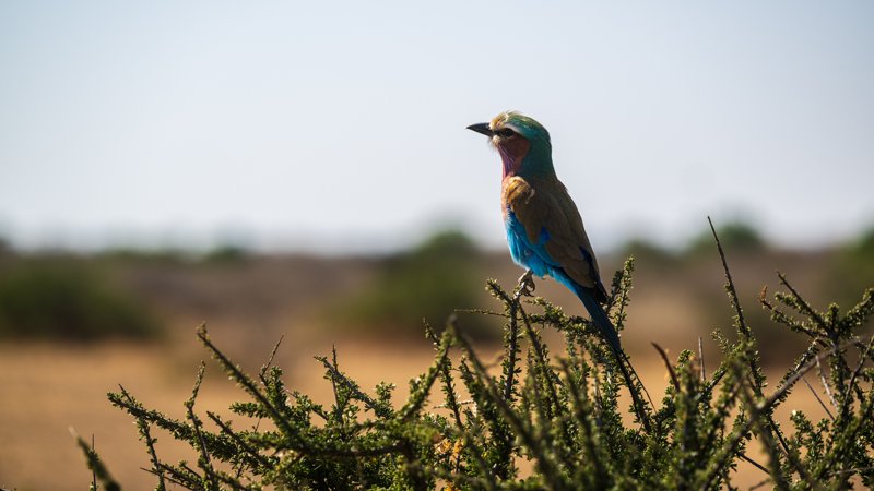 Mashatu Game Reserve, Botswana