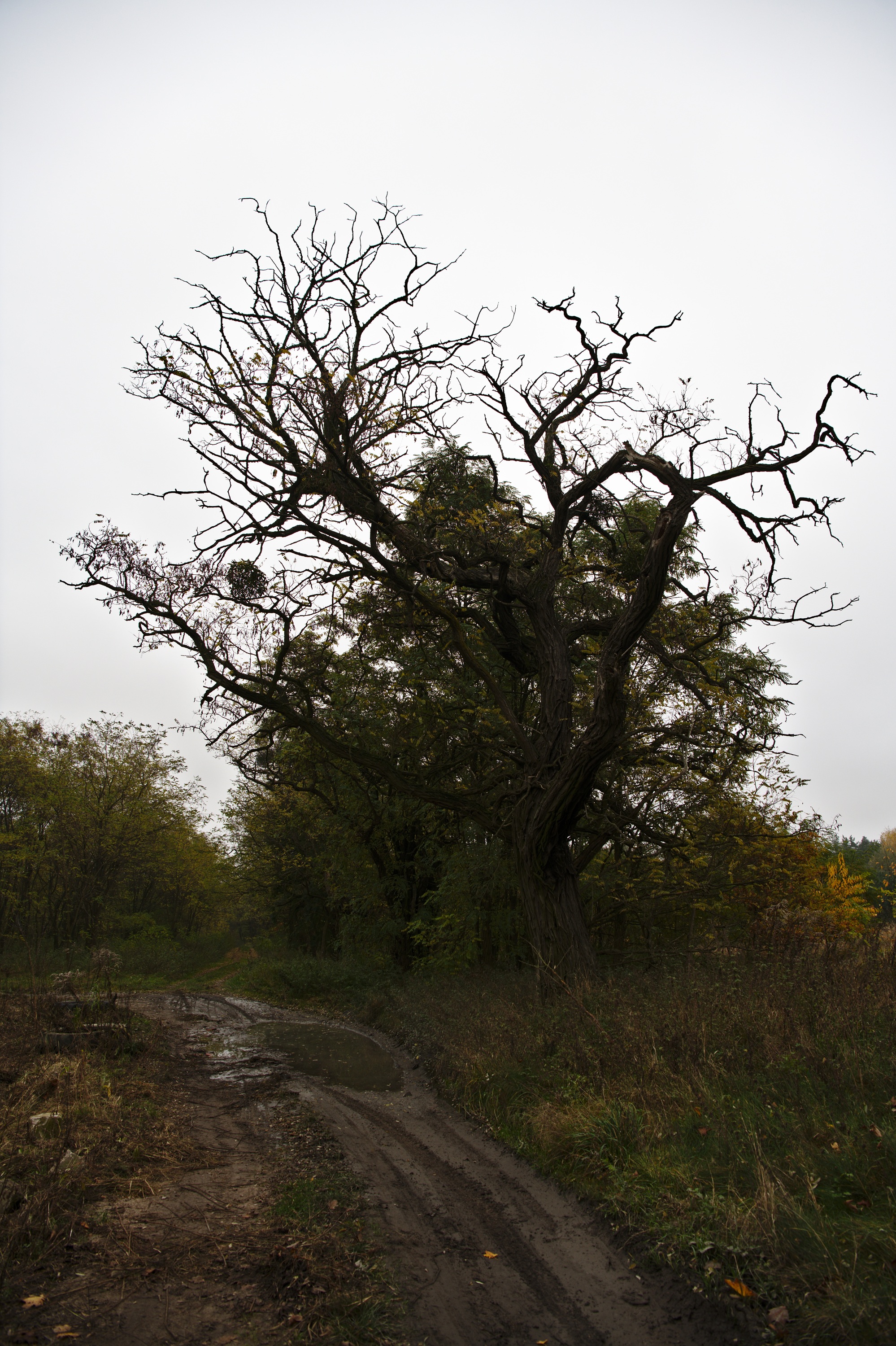 20201108_153838_D850_0588