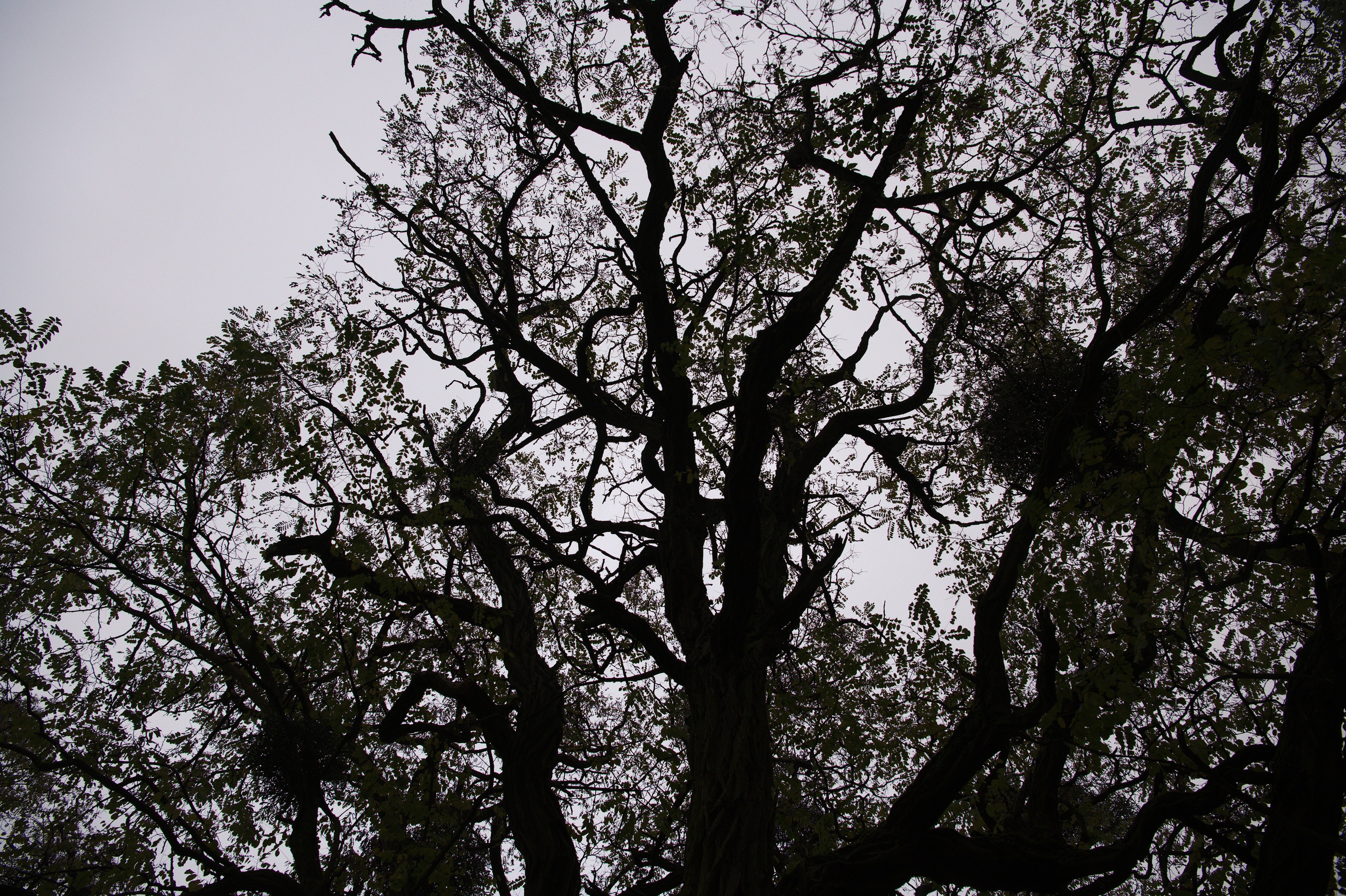 20201108_154235_D850_0596