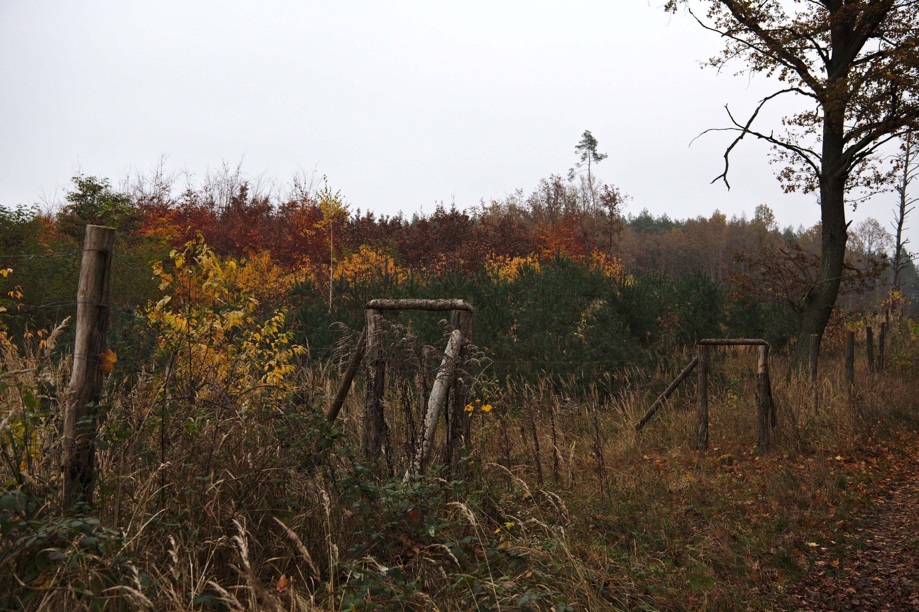 20201108_155032_D850_0608