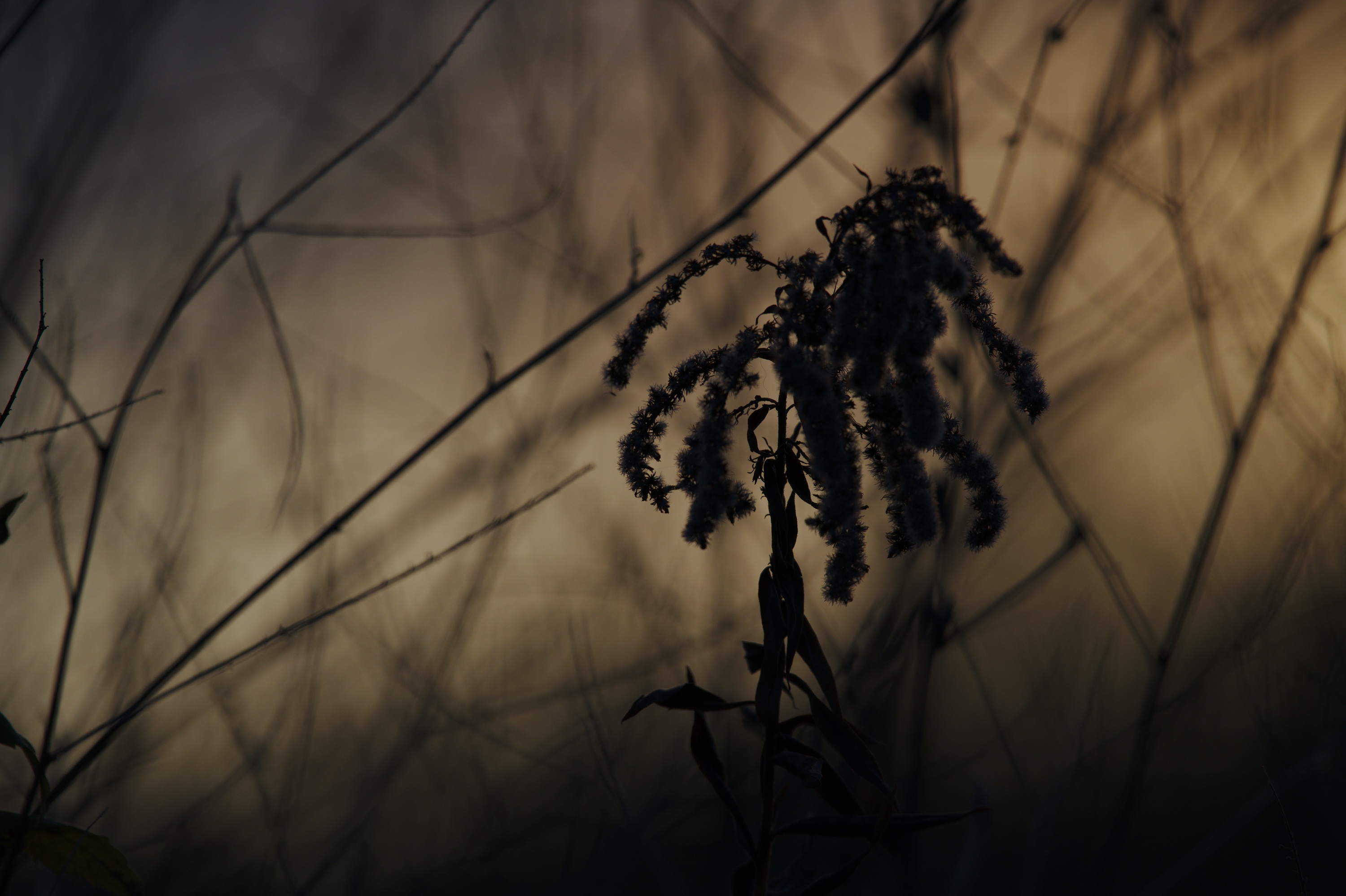 20201115_164421_D850_0776
